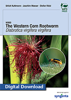 Western Corn Rootworm DIGITAL DOWNLOAD