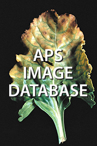 APS Image Database (Individual use)